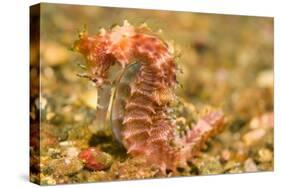 Spotted Seahorse-Stuart Westmorland-Stretched Canvas