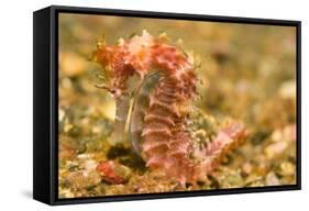 Spotted Seahorse-Stuart Westmorland-Framed Stretched Canvas