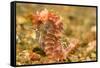 Spotted Seahorse-Stuart Westmorland-Framed Stretched Canvas