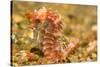 Spotted Seahorse-Stuart Westmorland-Stretched Canvas