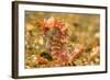 Spotted Seahorse-Stuart Westmorland-Framed Photographic Print