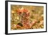 Spotted Seahorse-Stuart Westmorland-Framed Photographic Print