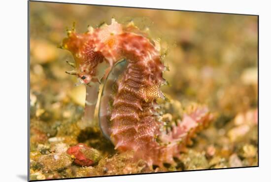 Spotted Seahorse-Stuart Westmorland-Mounted Photographic Print