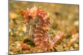 Spotted Seahorse-Stuart Westmorland-Mounted Photographic Print