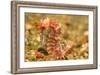 Spotted Seahorse-Stuart Westmorland-Framed Photographic Print