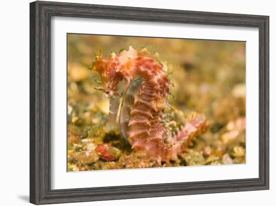 Spotted Seahorse-Stuart Westmorland-Framed Photographic Print