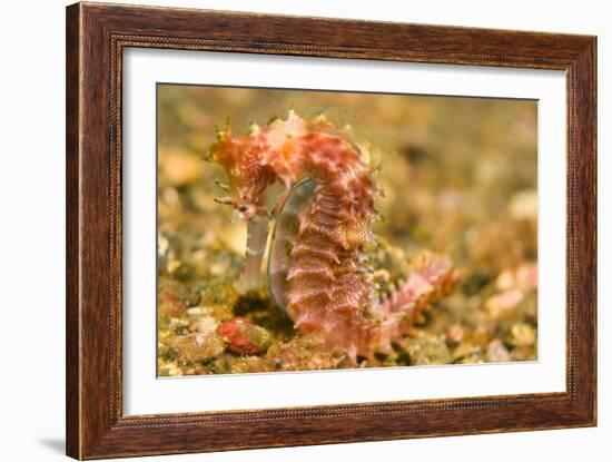 Spotted Seahorse-Stuart Westmorland-Framed Photographic Print