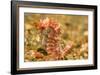 Spotted Seahorse-Stuart Westmorland-Framed Photographic Print
