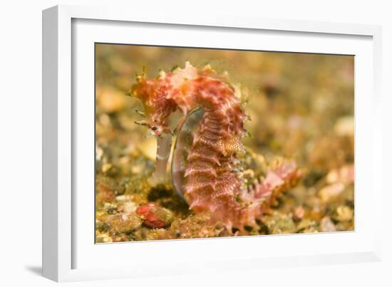 Spotted Seahorse-Stuart Westmorland-Framed Photographic Print