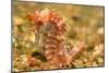 Spotted Seahorse-Stuart Westmorland-Mounted Photographic Print