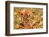 Spotted Seahorse-Stuart Westmorland-Framed Photographic Print