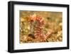 Spotted Seahorse-Stuart Westmorland-Framed Photographic Print