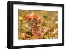 Spotted Seahorse-Stuart Westmorland-Framed Photographic Print