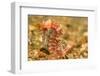 Spotted Seahorse-Stuart Westmorland-Framed Photographic Print