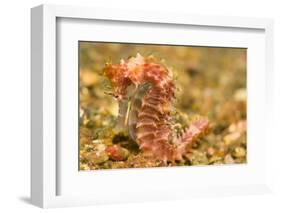 Spotted Seahorse-Stuart Westmorland-Framed Photographic Print