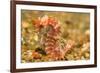 Spotted Seahorse-Stuart Westmorland-Framed Photographic Print