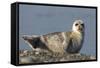 Spotted Seal (Phoca Largha) Pup Resting on a the Gravel Beach of the Bering Sea-Gerrit Vyn-Framed Stretched Canvas