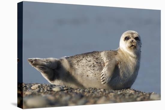 Spotted Seal (Phoca Largha) Pup Resting on a the Gravel Beach of the Bering Sea-Gerrit Vyn-Stretched Canvas