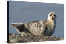 Spotted Seal (Phoca Largha) Pup Resting on a the Gravel Beach of the Bering Sea-Gerrit Vyn-Stretched Canvas