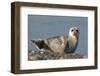 Spotted Seal (Phoca Largha) Pup Resting on a the Gravel Beach of the Bering Sea-Gerrit Vyn-Framed Photographic Print