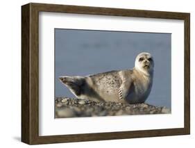 Spotted Seal (Phoca Largha) Pup Resting on a the Gravel Beach of the Bering Sea-Gerrit Vyn-Framed Photographic Print