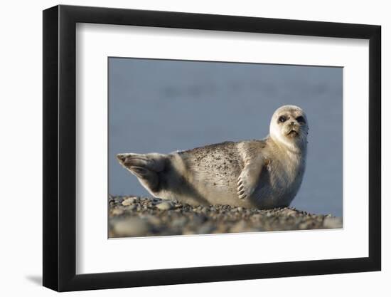 Spotted Seal (Phoca Largha) Pup Resting on a the Gravel Beach of the Bering Sea-Gerrit Vyn-Framed Photographic Print