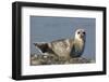 Spotted Seal (Phoca Largha) Pup Resting on a the Gravel Beach of the Bering Sea-Gerrit Vyn-Framed Photographic Print