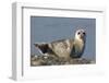 Spotted Seal (Phoca Largha) Pup Resting on a the Gravel Beach of the Bering Sea-Gerrit Vyn-Framed Photographic Print