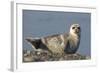 Spotted Seal (Phoca Largha) Pup Resting on a the Gravel Beach of the Bering Sea-Gerrit Vyn-Framed Photographic Print