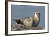 Spotted Seal (Phoca Largha) Pup Resting on a the Gravel Beach of the Bering Sea-Gerrit Vyn-Framed Photographic Print