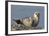 Spotted Seal (Phoca Largha) Pup Resting on a the Gravel Beach of the Bering Sea-Gerrit Vyn-Framed Photographic Print