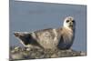 Spotted Seal (Phoca Largha) Pup Resting on a the Gravel Beach of the Bering Sea-Gerrit Vyn-Mounted Photographic Print