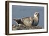 Spotted Seal (Phoca Largha) Pup Resting on a the Gravel Beach of the Bering Sea-Gerrit Vyn-Framed Photographic Print