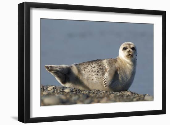 Spotted Seal (Phoca Largha) Pup Resting on a the Gravel Beach of the Bering Sea-Gerrit Vyn-Framed Photographic Print