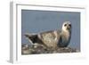 Spotted Seal (Phoca Largha) Pup Resting on a the Gravel Beach of the Bering Sea-Gerrit Vyn-Framed Photographic Print