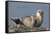 Spotted Seal (Phoca Largha) Pup Resting on a the Gravel Beach of the Bering Sea-Gerrit Vyn-Framed Stretched Canvas