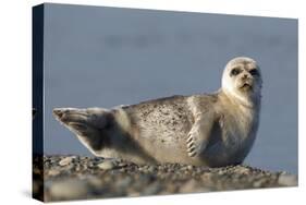 Spotted Seal (Phoca Largha) Pup Resting on a the Gravel Beach of the Bering Sea-Gerrit Vyn-Stretched Canvas