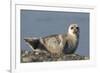 Spotted Seal (Phoca Largha) Pup Resting on a the Gravel Beach of the Bering Sea-Gerrit Vyn-Framed Photographic Print