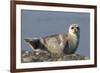 Spotted Seal (Phoca Largha) Pup Resting on a the Gravel Beach of the Bering Sea-Gerrit Vyn-Framed Photographic Print