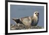 Spotted Seal (Phoca Largha) Pup Resting on a the Gravel Beach of the Bering Sea-Gerrit Vyn-Framed Photographic Print