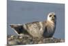 Spotted Seal (Phoca Largha) Pup Resting on a the Gravel Beach of the Bering Sea-Gerrit Vyn-Mounted Photographic Print