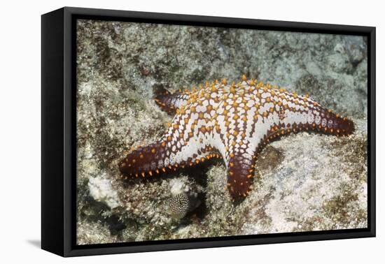 Spotted Sharpnose Puffer-Hal Beral-Framed Stretched Canvas