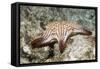 Spotted Sharpnose Puffer-Hal Beral-Framed Stretched Canvas