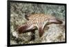 Spotted Sharpnose Puffer-Hal Beral-Framed Photographic Print