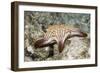 Spotted Sharpnose Puffer-Hal Beral-Framed Photographic Print