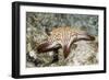 Spotted Sharpnose Puffer-Hal Beral-Framed Photographic Print