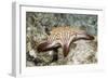 Spotted Sharpnose Puffer-Hal Beral-Framed Photographic Print