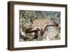 Spotted Sharpnose Puffer-Hal Beral-Framed Photographic Print