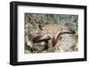 Spotted Sharpnose Puffer-Hal Beral-Framed Photographic Print