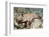 Spotted Sharpnose Puffer-Hal Beral-Framed Photographic Print